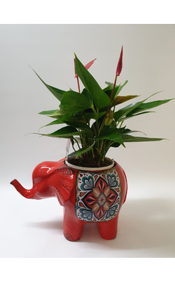 Elephant Pot with Plant - Small - Red Colour