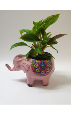 Elephant Pot including Plant - Purple Colour - Small