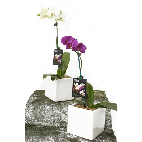 Phalaenopsis Orchid Plants