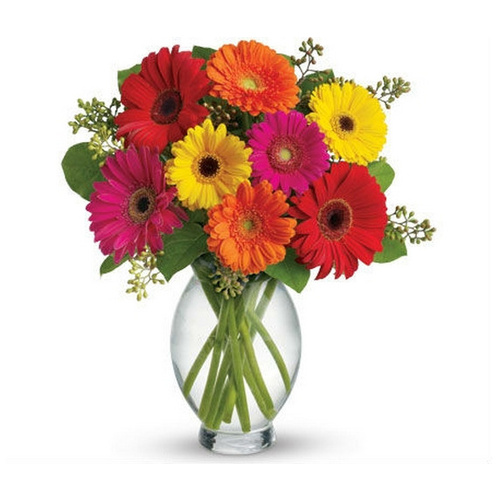 Gerbera Fun