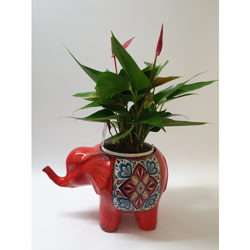 Elephant Pot and Plant - Large Size