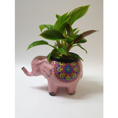 Elephant Pot and Plant - Small Size